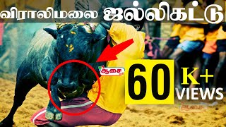 விராலிமலை ஜல்லிக்கட்டு சிறந்த காளையன் #ஜல்லிக்கட்டு |#Viralimalai #jallikattu 2019- |