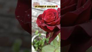 Life Journey of Black rose #gardening #ytshorts #plants#organicgarden