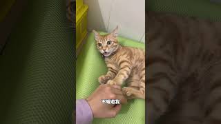 今天这是什么造型?#橘猫 #菠萝头