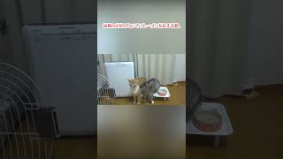 妹猫のお尻の匂いでフレーメン反応する猫。　#Shorts