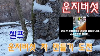 섭이의 산 이야기-셀프 운지버섯 차 끓이기-면역력 증가에 좋다는데 나두 먹어보자..