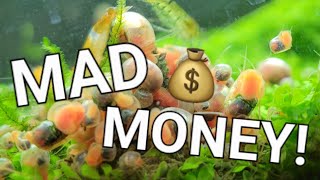 Make Money Selling Your Aquarium Snails! Yes, SNAILS!