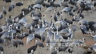 長渕剛　鶴になった父ちゃん（特別オリジナル）日本一の鹿児島県出水市のツルの鳴き声入り2017/12