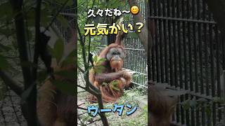 久しぶりだねー😄ウータン‼️【元気かい？】 #のんほいパーク #オランウータン #ウータン