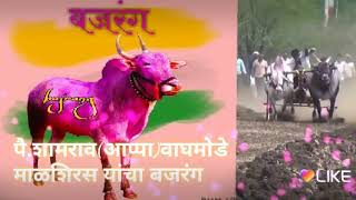 पै.शामराव (आप्पा)वाघमोडे माळशिरस यांचा बजरंग