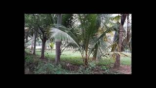 41. THENI DIST. MUNTHAL ROAD SIDE, 1 ACRE 65 CENT Coconut Farm for Sale,