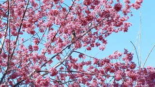 尖石遇見嶋繞\u0026拉拉山恩愛農場櫻花之旅4K