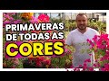 Dicas de cultivo de BOUGAINVILLEA | Primavera de todas as cores