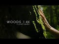 The Woods: A Cinematic Adventure in 4K