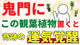 【鬼門で運気爆上げ観葉植物】風水アドバイザーが解説