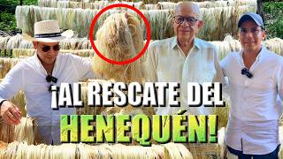 RESCATE DEL ORO VERDE HENEQUÉN O SISAL PLANTA AUTÓCTONA | La mejor fibra orgánica