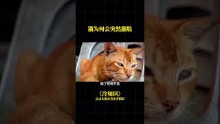 #猫咪 #宠物冷知识 #科普 #萌宠出道计划 猫咪为何会突然翻脸？#cat #猫 #萌宠 #shorts