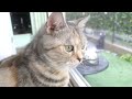 シャボン玉を初めてみた猫さんのお顔がこちらです🐈💕 cat sees soap bubbles for the first time.