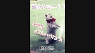 めずらしい猫のショー 那須どうぶつ王国 ショートバージョン ザ キャッツ / ANIMAL / JAPAN CAT