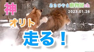 【爽快！走るオリト】ライオンのオリト獲物になる！「疾風の如く」あさひやま動物園チャンネル《非公式》