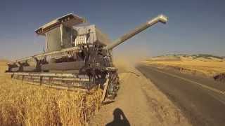 Walla Walla Wheat Harvest 2014