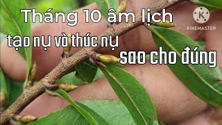 Sử dụng phân bón thúc nụ và tạo nụ cho cây mai sao cho hiệu quả. (5/10 âm lịch)