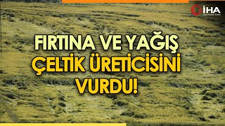 Sinop'ta Fırtına Tarım Arazilerine Zarar Verdi!