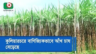 কুলিয়ারচরে বাণিজ্যিকভাবে আঁখ চাষ বেড়েছে