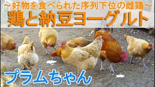 若雌鶏と納豆ヨーグルト～増量した大好物の食事会で食べられた序列下位ニワトリ～