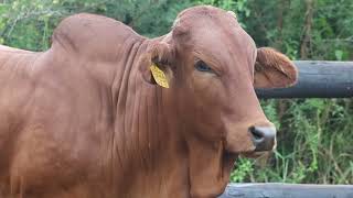 Gerben Borane offers top heifers at this year's Sterkfontein Borane Annual Auction - 21 April 2022.