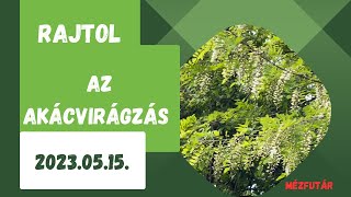 Rajtol az akácvirágzás 2023.05.15.