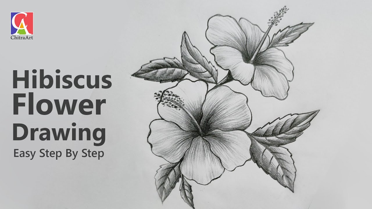 Hibiscus Flower Drawing Easy Step By Step With Pencil Infoupdate Org