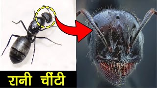 कीड़ों की शकल नज़दीक से कैसी दिखाई देती है? How Insects Look Up Close