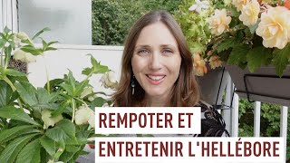 Comment rempoter et entretenir l'hellébore ?