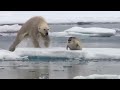 one hour of amazing animal moments bbc earth