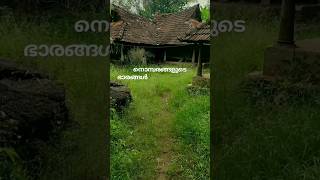 എന്റെ വരികൾ #shortsfeed #shortvideo