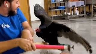 You think vultures are disgusting? Meet George