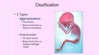 Intramembranous and Endochondral Ossification