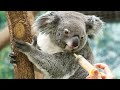 コアラ達のユーカリペーストタイム🐨平川動物公園 コアラ