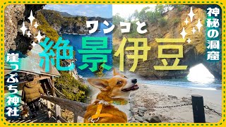 【犬と伊豆の穴場スポット】石廊崎・龍宮窟がここでしか見られない大絶景！【海が目の前の秘境】