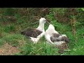 atlantic yellow nosed albatross thalassarche chlororhynchos