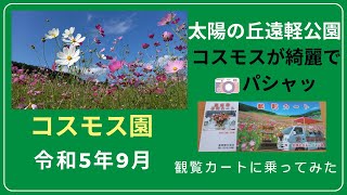 【太陽の丘遠軽公園】青空に映えるコスモスの花が見ごろです