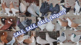 40pair fancy pigeon seal, लखा, लोटन, किंग, आउल, सिराज़ी, मैगपाई, जेकोबीनall sale☎️mob :9304346248