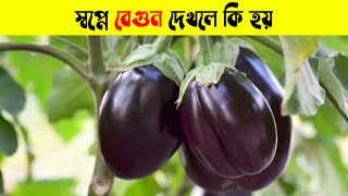 স্বপ্নে বেগুন দেখলে কি হয় | স্বপ্নে বেগুন খেলে কি হয় | স্বপ্নে বেগুন ক্রয় করলে কি হয়