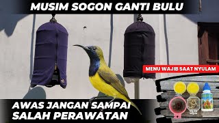 AWAS SALAH RAWATAN BISA MACET❗CARA MERAWAT SOGON GANTI BULU / NYULAM❗