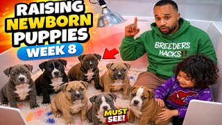 How to Care for 8 Week Old Puppies (Week 8) Guide: Breeder Care Guide