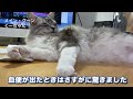 【メインクーン大型猫】血便が出た！病院での診断と原因と注意点