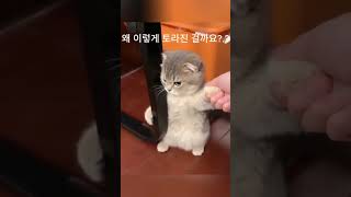 여기 집사에게 굉장히 토라진 냥이가 있습니다 #고양이 #cat #shorts