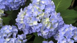 Fast Growing Nikko Blue Hydrangea For Sale