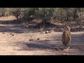 ross pride breakaway lionesses roaring