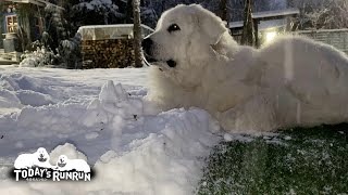 雪が降る日はなるべく外に居たいルンルンとアランです　Great Pyrenees　グレートピレニーズ