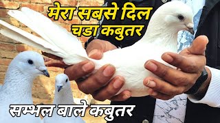 Big Size Sambhal Wale Kabootar !! Arshad Idrisi Pigeon Lover