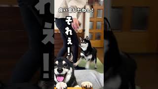 ピヨ子よこせな柴犬 #柴犬