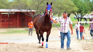 Carrera del (Recuerdo) C.Texano vs C.La Estrella vs C.Santa Rosa MATURITY RANCHO EL TEXANO