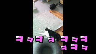 [고양이]광란의 레이저놀이